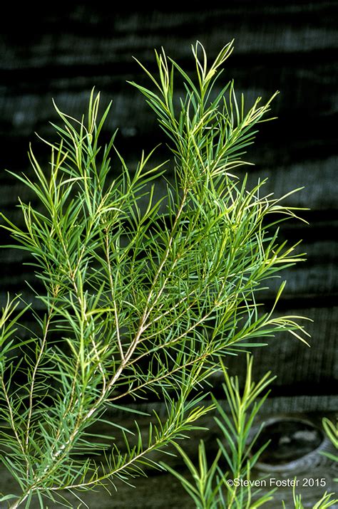 Tea Tree Melaleuca Alternifolia American Botanical Council