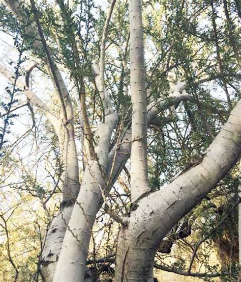 The desert ironwood, the strongest tree in the Sonoran Desert