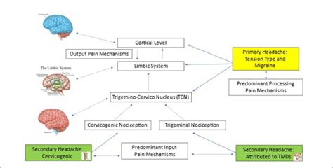 Figure The Neuroanatomical Basis For Primary And Musculoskeletal