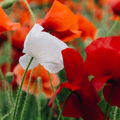 Semillas Para Plantar Variedad Papaver Rhoeasvienen En Su Mayor A