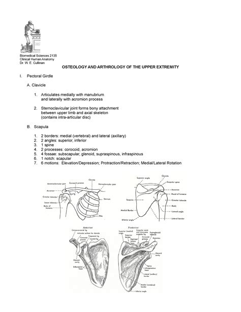 Osteology And Arthrology Of The Upper Extremity Biomedical Sciences