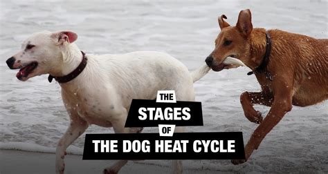 Stages Of Dog Heat Cycle