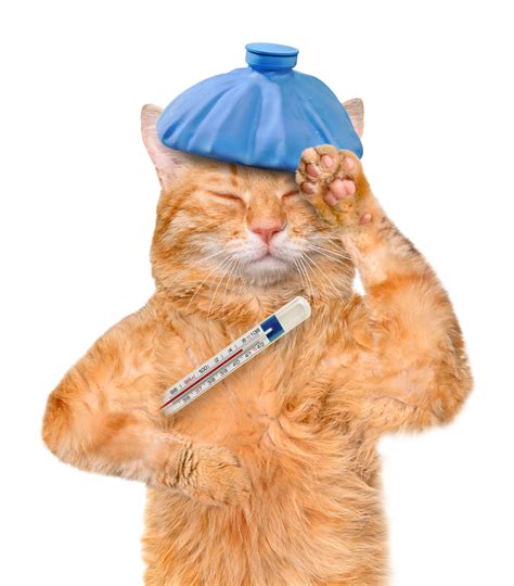 Cat flu has many of the same symptoms as human flu