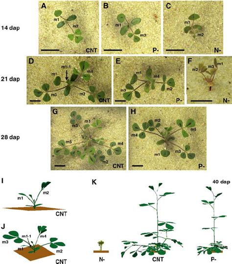 Shoot Development Of M Truncatula Grown Under Nutrient Sufficient