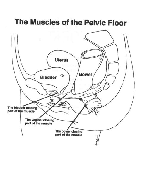 Pelvic Floor Anatomy From Above Innerstrength Healthcare