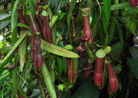 Nepenthes Planter Et Entretenir Ooreka