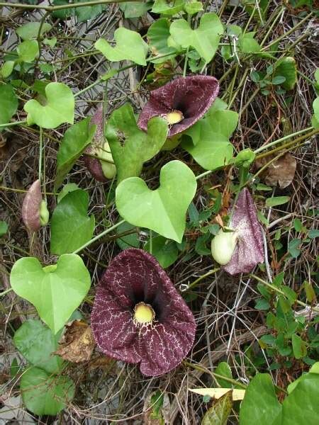 Calico Flower 78790 English Common Name Aristolochia Littoralis