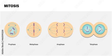 Diagram of Mitosis. Prophase, Metaphase, Anaphase, and Telophase. Stock ...