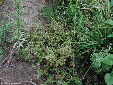 Geranium Bicknellii Bicknells Cranesbill Minnesota Wildflowers