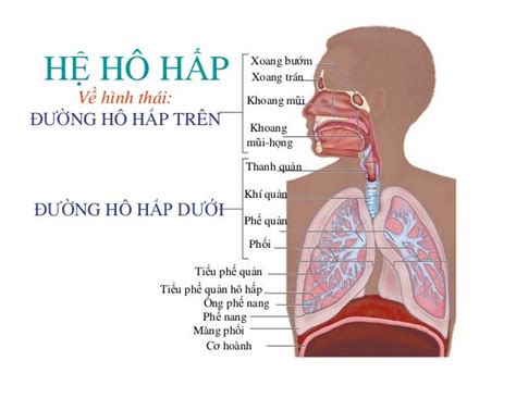 hệ hô hấp