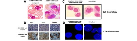 CD34 CD38 À KG1a cells had self renewal capacities A Morphology of