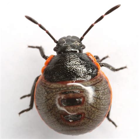 Chlorochroa Ligata Say Chlorochroa Ligata BugGuide Net