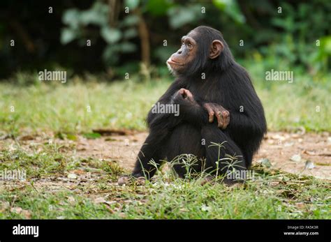 Chimpanzee Pan Troglodytes Uganda Stock Photo Alamy