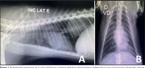 Pdf Lung Digit Syndrome Related To An Adenosquamous Feline Lung