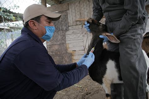 Libre De Rabia Paral Tica Bovina M S De La Mitad Del Territorio