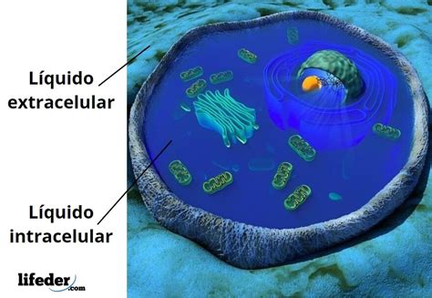 Compartimientos de liquido corporal Líquidos extracelular e