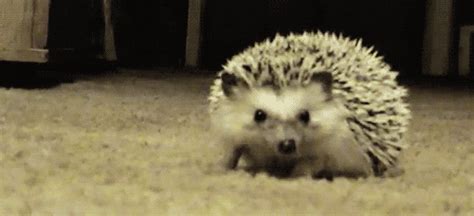 Hedgehog GIFs - Find & Share on GIPHY