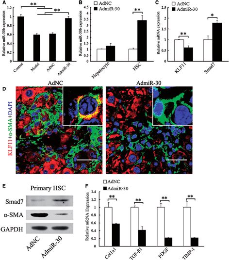 Ectopic Expression Of Mir 30 Downregulates Klf11 In Hsc In Vivo The Download Scientific