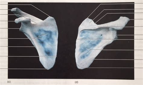 Right Scapula Anterior And Posterior View Diagram Quizlet