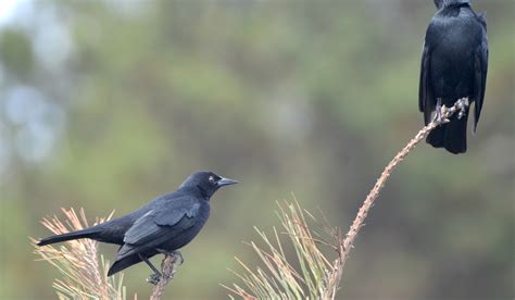 El Color Negro Y Sus Maravillosos Tonos En La Naturaleza Chilena