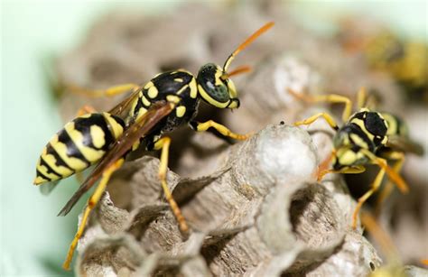 Four Things You Need To Know If You Have Paper Wasps In Your Yard