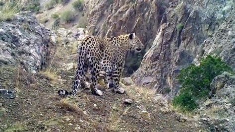 Akdeniz ve Ege de Anadolu leoparı heyecanı TRT Haber Foto Galeri