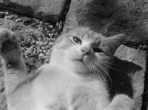 猫 男 Pixabayの無料写真 Pixabay
