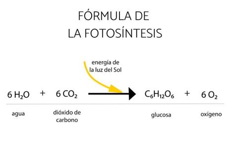 Fotosíntesis: qué es, fases e importancia - Con esquema