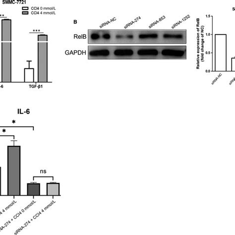 Knockdown RelB Reduced The Levels Of Inflammatory Cytokines Induced By