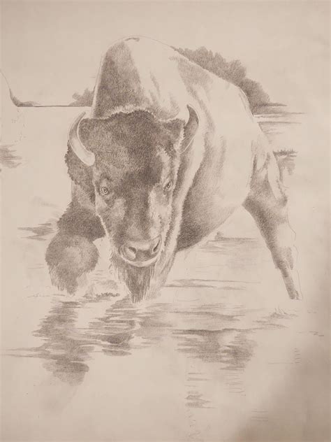 Buffalo Pencil drawing : r/drawing