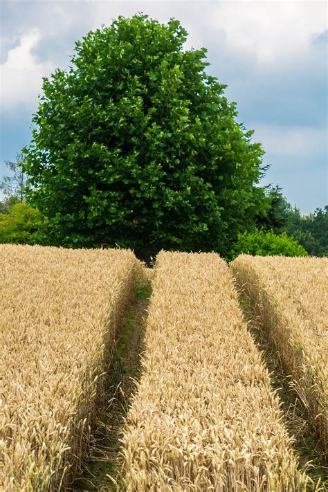 Wheat Cereals Grain Trace Lane Free Image From Needpix