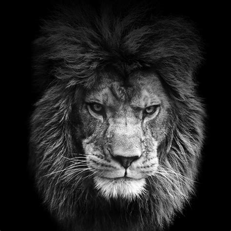 3D Lion Wallpapers - Top Free 3D Lion Backgrounds - WallpaperAccess