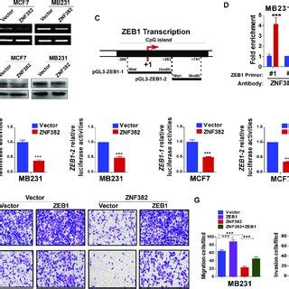 Znf Suppresses Breast Cancer Cells Proliferation And Induces G M