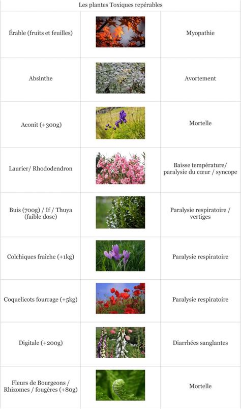 Les Plantes Toxiques Pour Les Chevaux Le Guide Complet Contre Galop