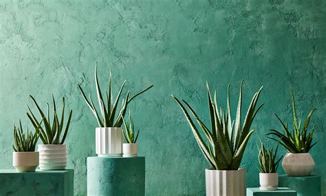 How To Repot Aloe Vera Properly In Simple Steps