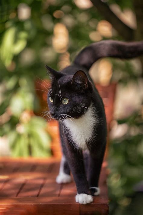 El Gato Negro Est Cazando En El Jard N Foto De Archivo Imagen De