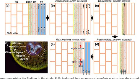 Figure From High Resolution Computed Tomography Reveals Dynamics Of