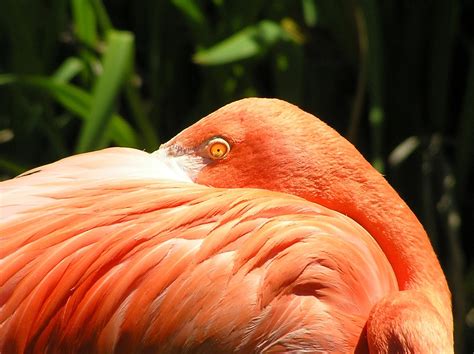 Flamingo Closeup Free Photo Download | FreeImages