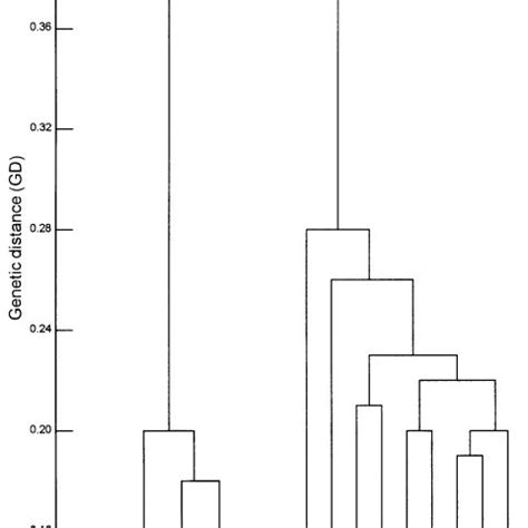 Dendrogram Illustrating Genetic Relationships Among Geographically