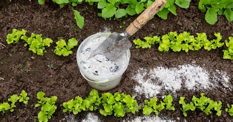 Cendre De Bois Au Jardin Quels Sont Ses Usages Comment Lutiliser