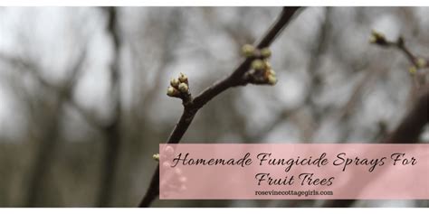 4 Easy Homemade Fungicide Sprays For Fruit Trees