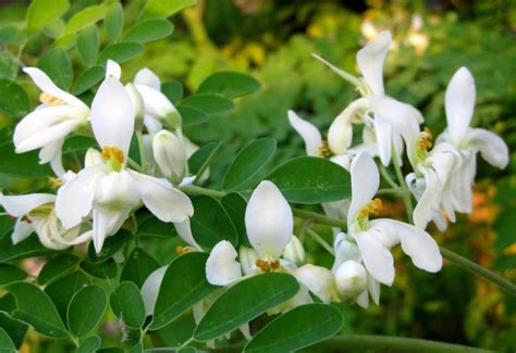 Moringa Oleifera proprietà benefici uso e controindicazioni