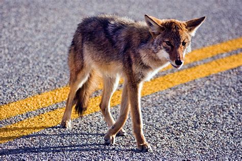 Texas Coyote Stock Photos Pictures And Royalty Free Images Istock