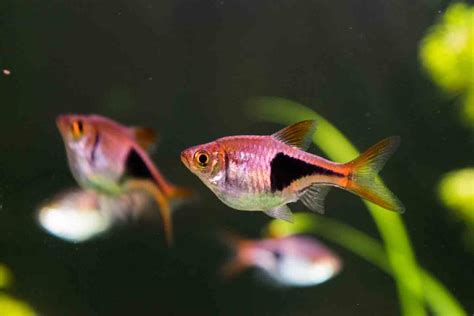 The 25 Best Small Aquarium Fish for Your Freshwater Tank | BeChewy