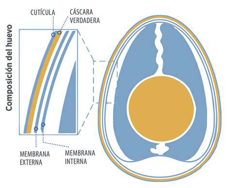 El Huevo Antes De La Incubación