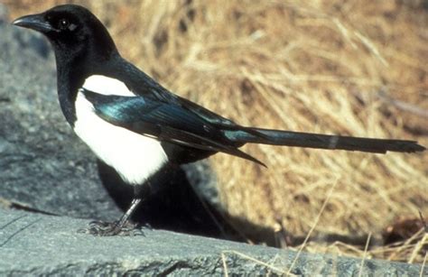 Do Magpies Like Stealing Shiny Things? The Surprising Answer! - Optics Mag