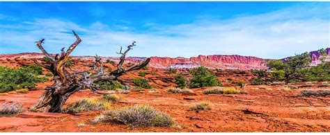 Buy Awert Terrarium Background Blue Sky Mountain Oasis Desert Sun And