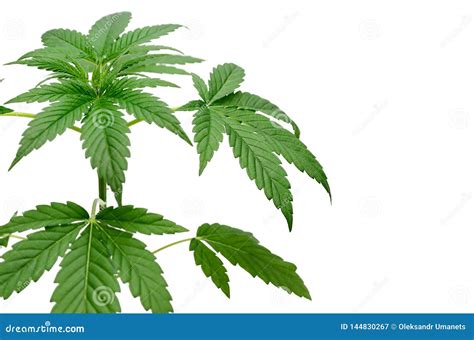 Folhas Verdes Do Cannabis Isoladas No Fundo Branco E Imagem De Stock