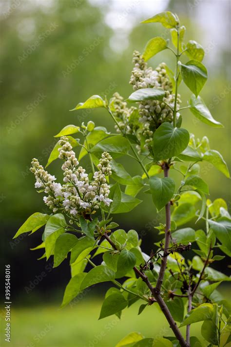 Syringa reticulata, the Japanese tree lilac. is a species of flowering ...