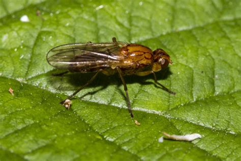 Fotos gratis naturaleza fotografía hoja flor mosca verde